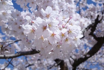 お花見に行ってきました！